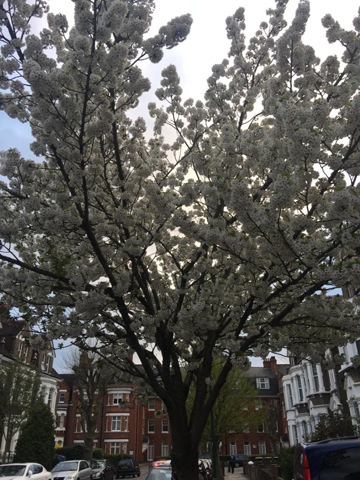 London Studio Flat, Buckley Road, NW6 To Rent Now for £1,200.00 p/m